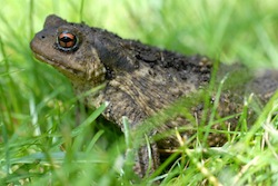 The toad in the grass