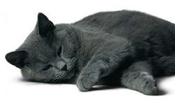 img-Chartreux cat