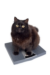 black cat on the scales