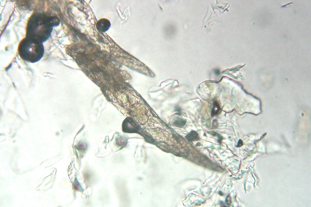 Clinique Peau Chien Chat Vétérinaire Rostrenen