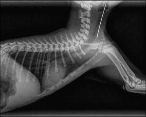 Un chaton avait avalé une aiguille (heureusement retirée rapidement par endoscopie, sans conséquence pour le chaton)