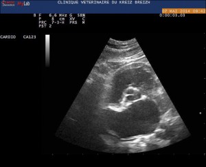 Echographie cardiaque (échocardiographie) chat