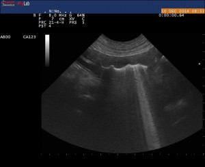 Echographie abdominal chien