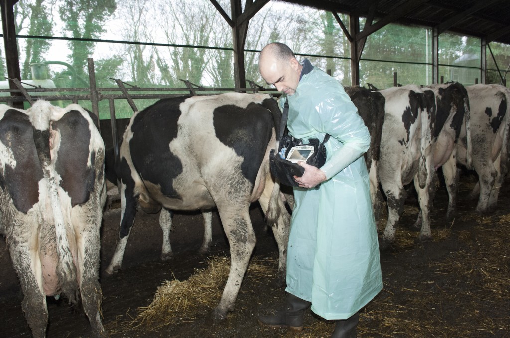 Reproduction Conseil Audit Suivi Vétérinaire Centre Bretagne