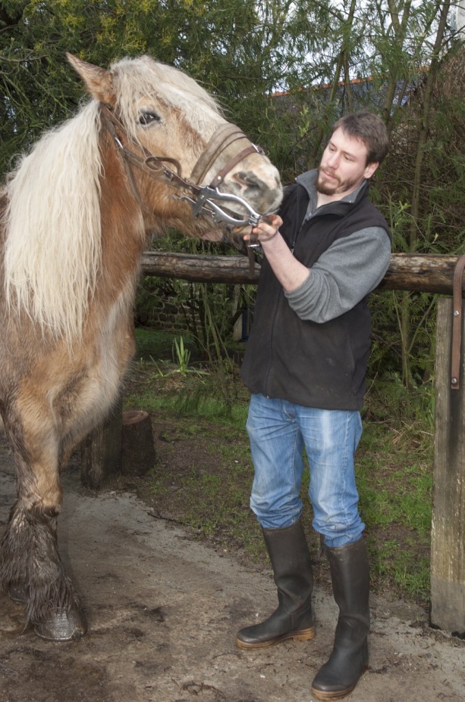 equine dentistry Rostrenen