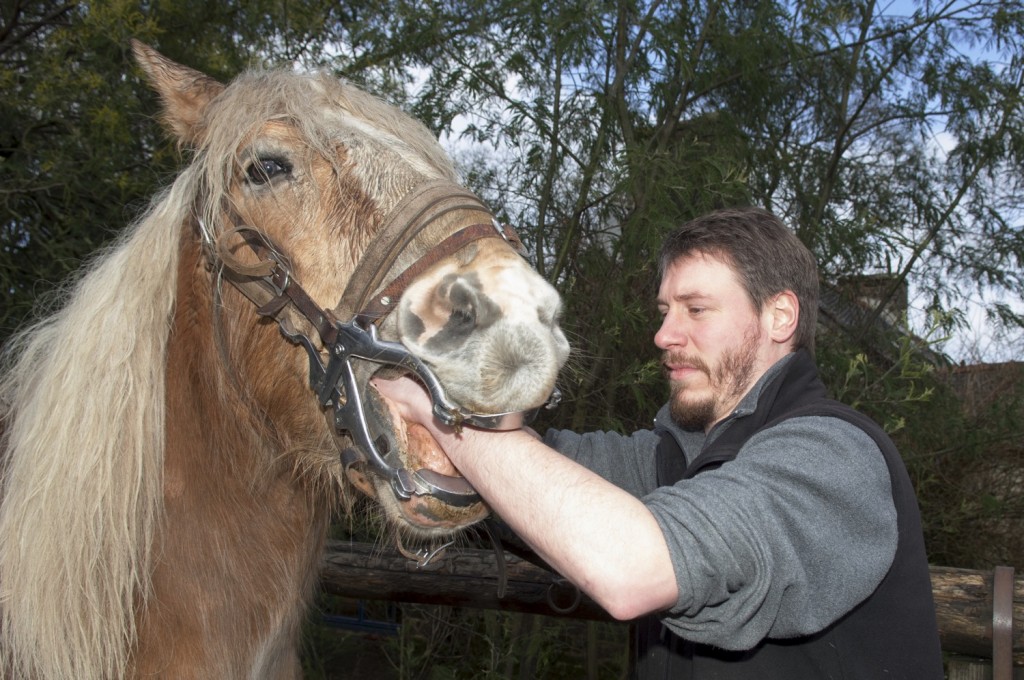 Veterinary Dentist horse