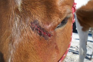 Lait cicatrisant pour les plaies et blessures du cheval