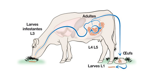 L'arthrose chez le chien et le chat - Clinique Vétérinaire du Kreiz Breizh  à Rostrenen