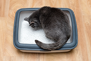 Le Globe Vesical Chez Le Chat Clinique Veterinaire Du Kreiz Breizh A Rostrenen