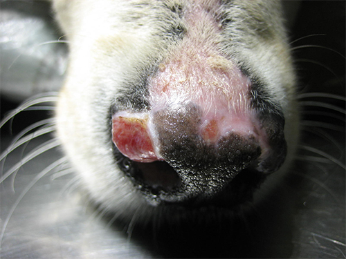 L'arthrose chez le chien et le chat - Clinique Vétérinaire du Kreiz Breizh  à Rostrenen